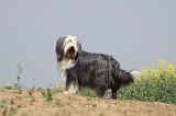 BEARDED COLLIE 162